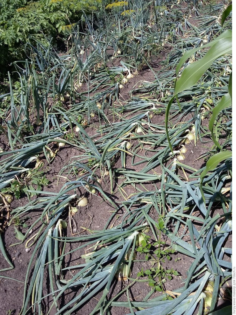 Лук многокорневой