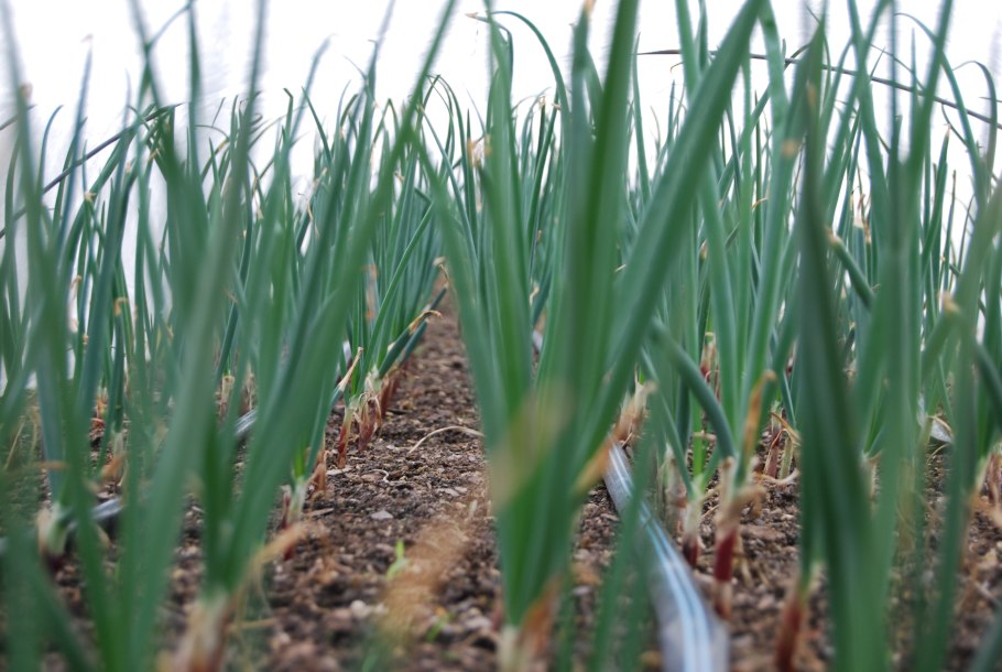 Лук батун фиксай