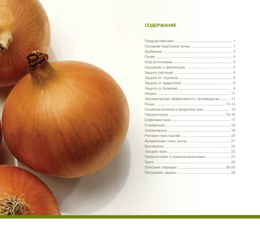 Растение лук порей в саду обои