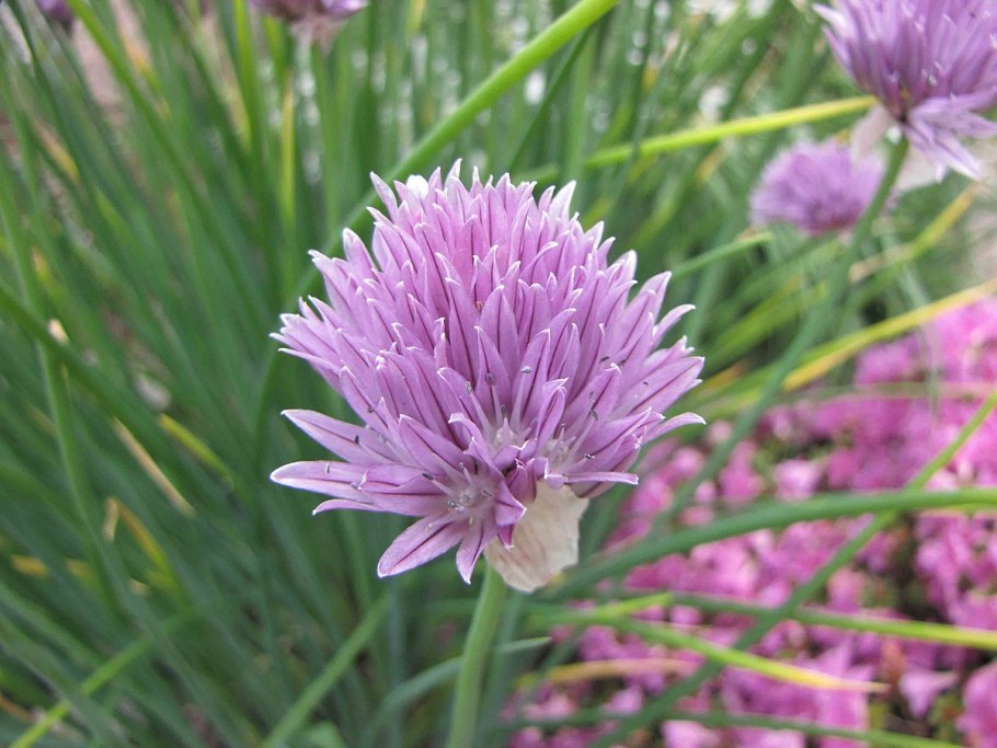 Allium hymenorhizum