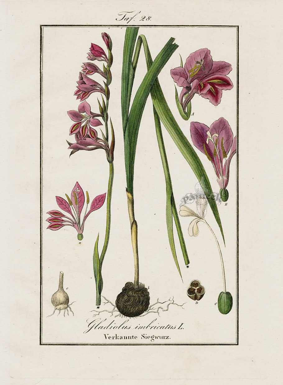 Лук Ледебура