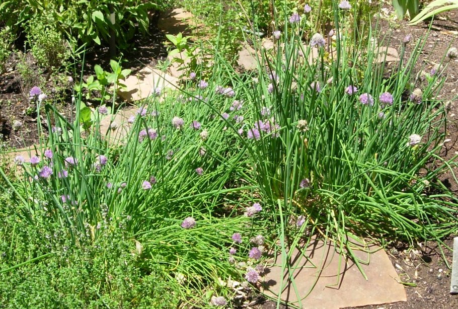 Посевной лук стрелка