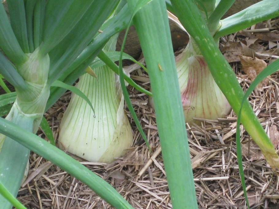 Лук репчатый Эллан