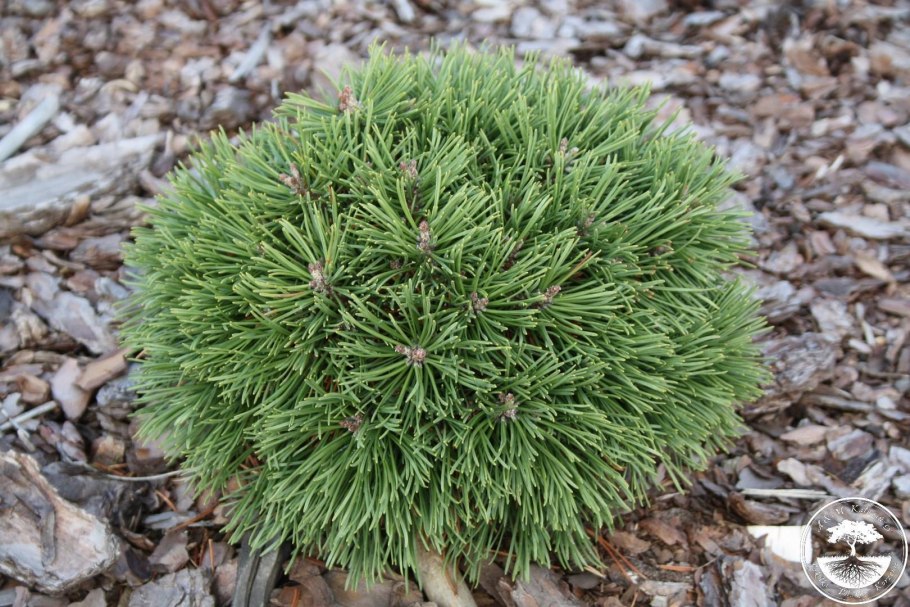 Белая сосна Канада