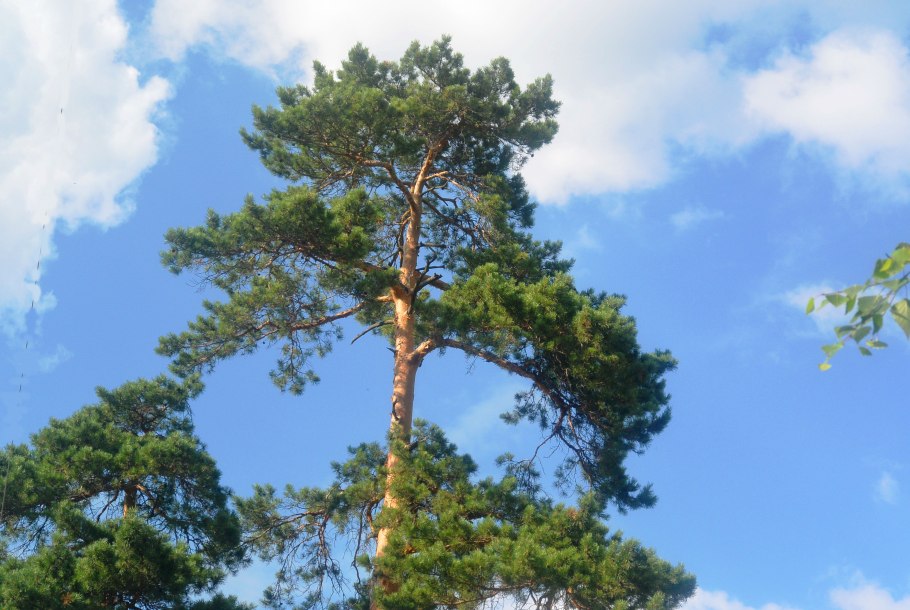 Pinus strobiformis Foxtail