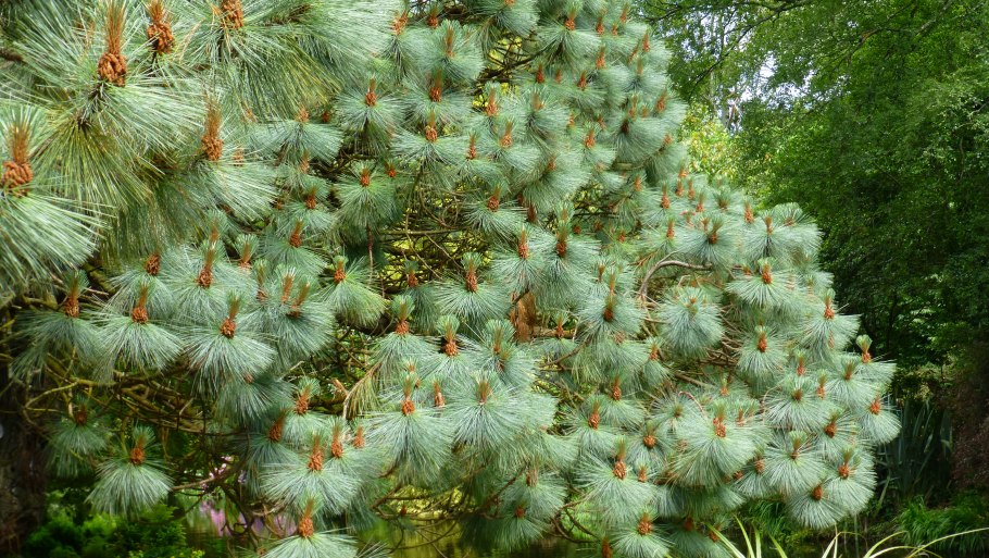 Сосна желтая Орегонская