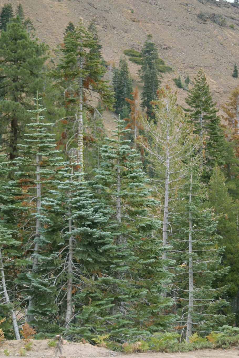 Сосна Кедровый стланик