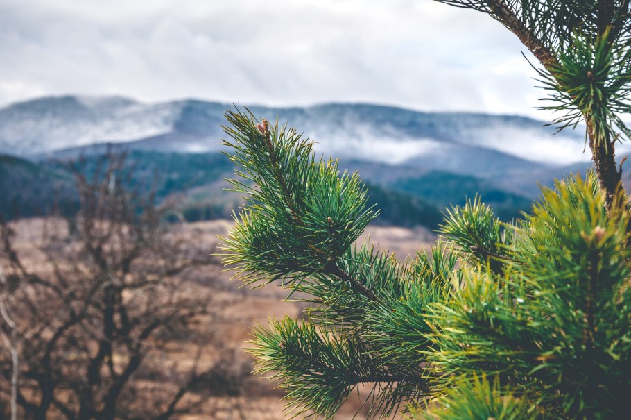 Кедр Тайга Сибирь
