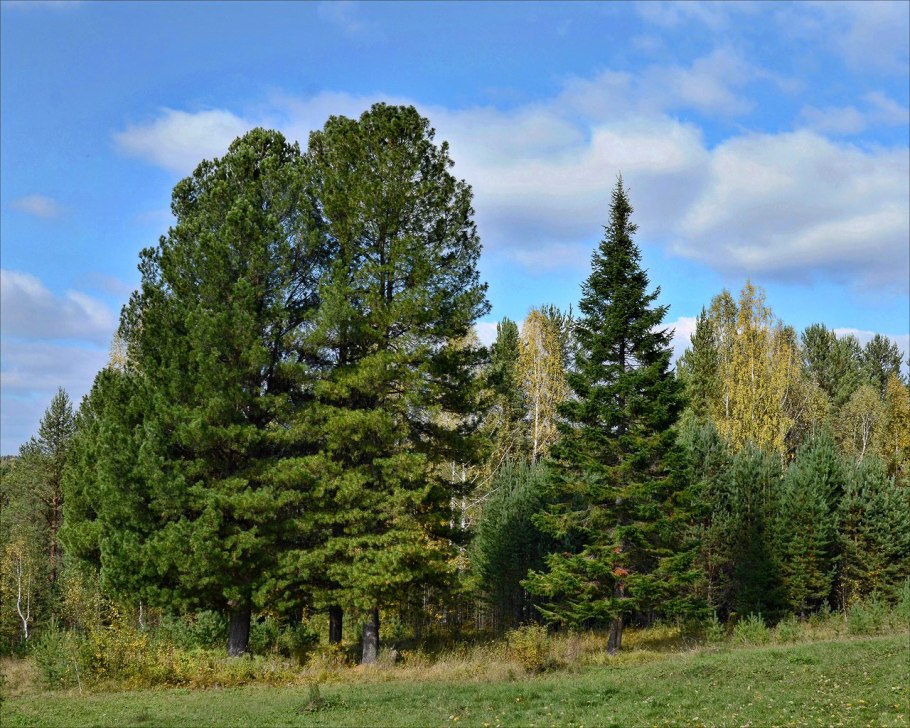 Сосна Кедровый стланик