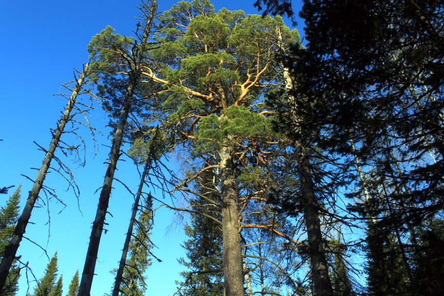 Сосна Сибирская кедр Сибирский