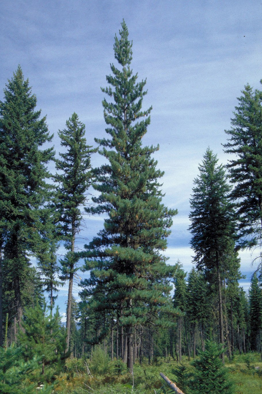 Лиственница Западная Larix occidentalis