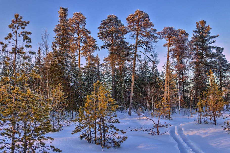 Pinus wallichiana Bhutan Pine