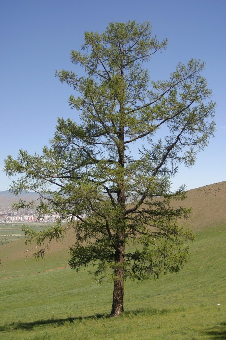 Pinus nigra WRB