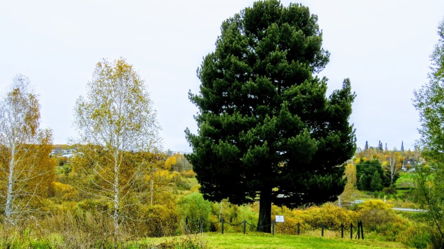 Сосна Кедровая Сибирская/Pinus sibirica