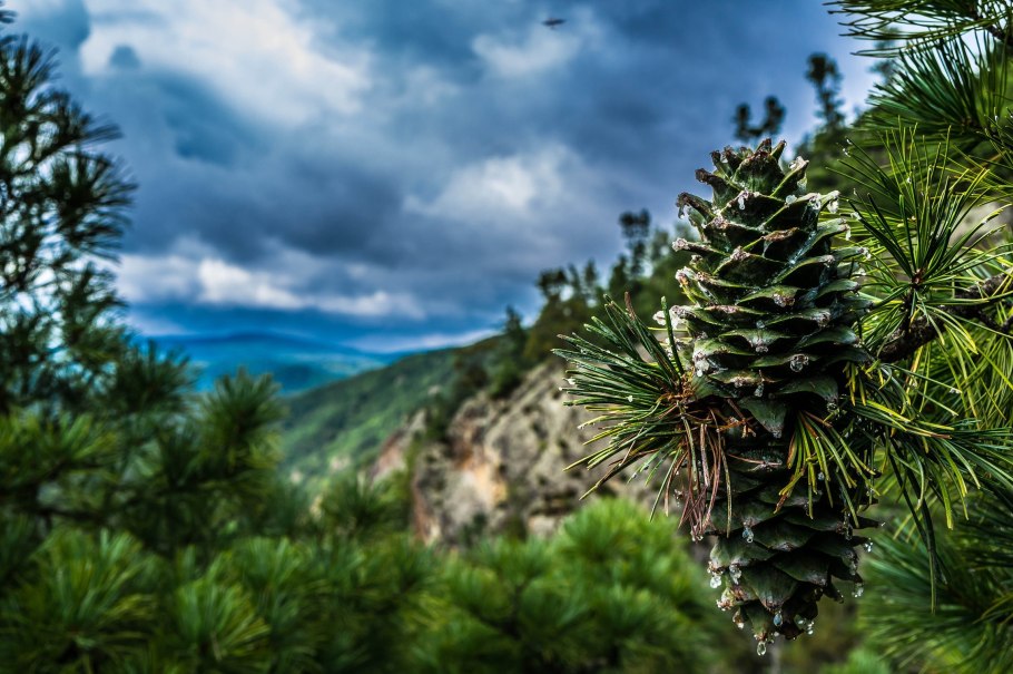 Pinus koraiensis шишки