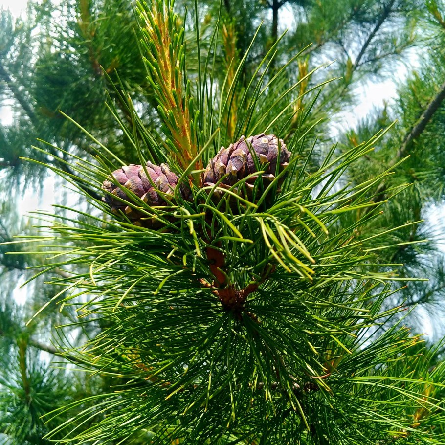 Сосна Кедровая корейская (Pinus koraiensis)