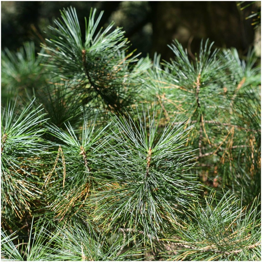 Кедр Дальневосточный (Pinus koraiensis)