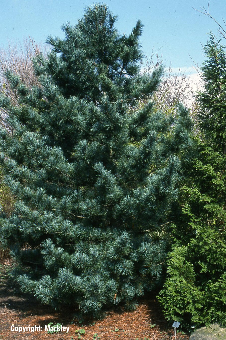 Сосна корейская Кедровая Падь