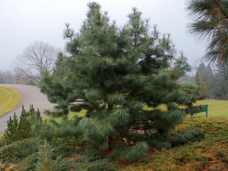 Сосна корейская - Pinus koraiensis