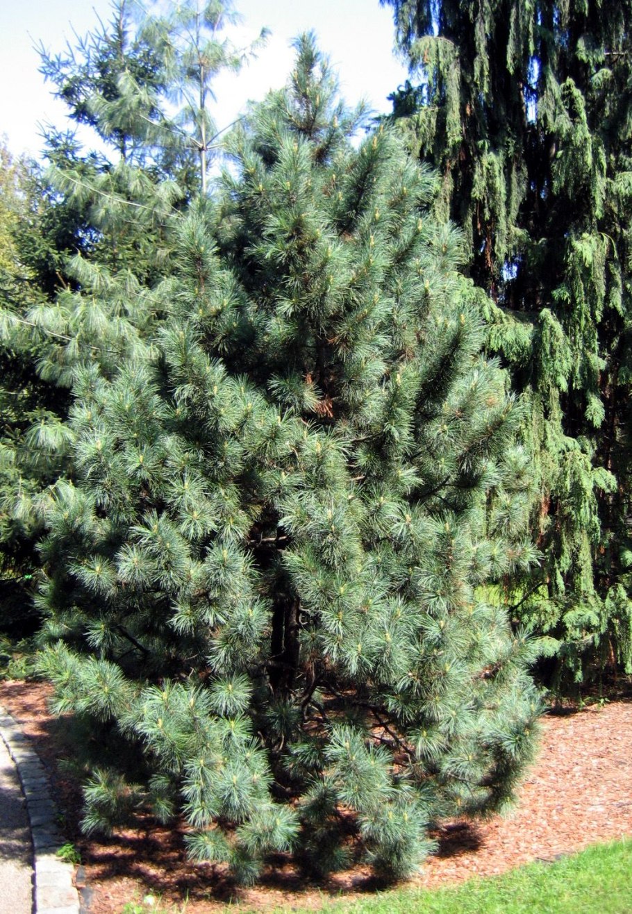 Pinus koraiensis шишки
