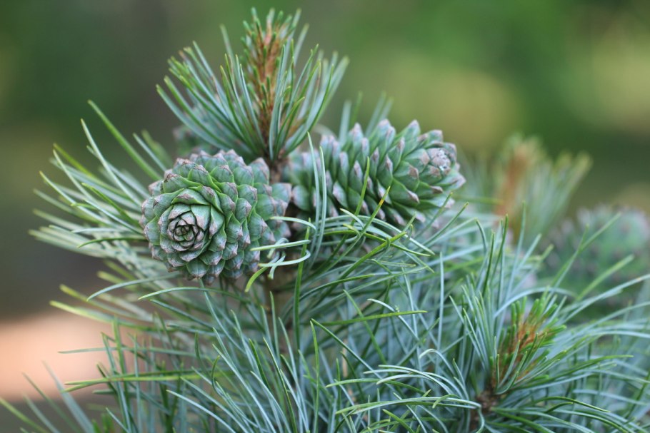 Кедр корейский Pinus koraiensis