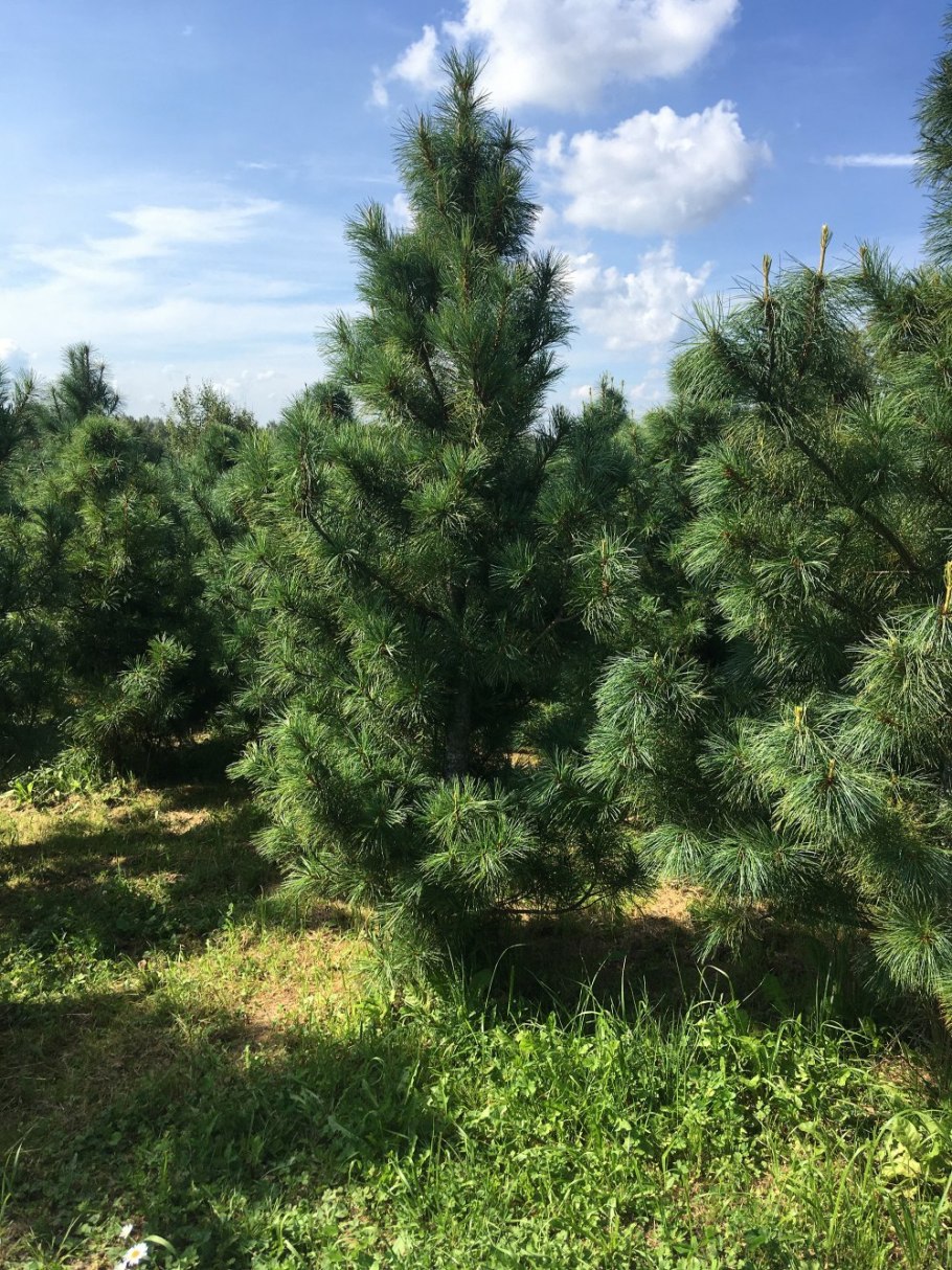 Сосна кедровая сибирская сибирский кедр сеянец