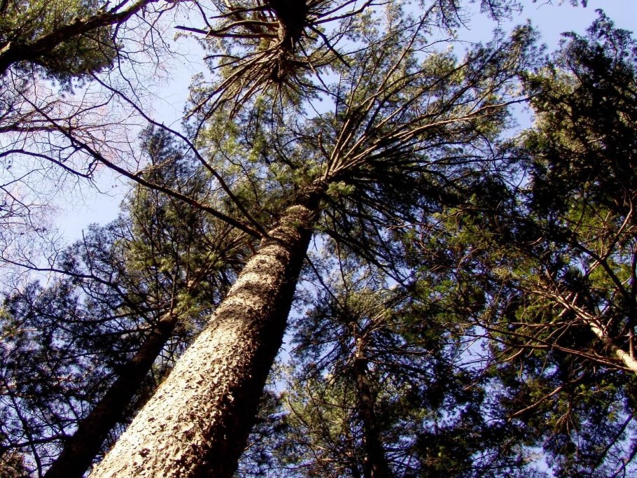 Сосна Кедровая корейская Джек Корбит