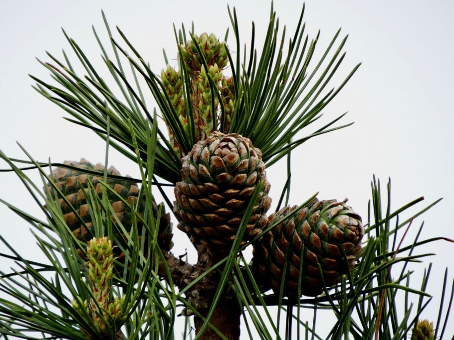 Pinus koraiensis шишки
