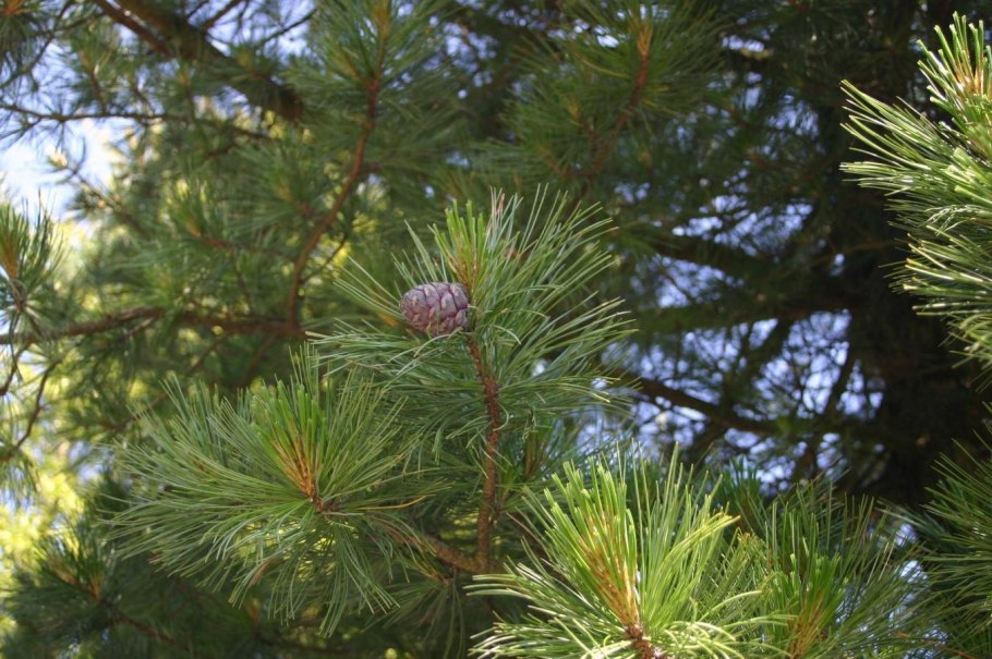Кедр сибирский pinus sibirica