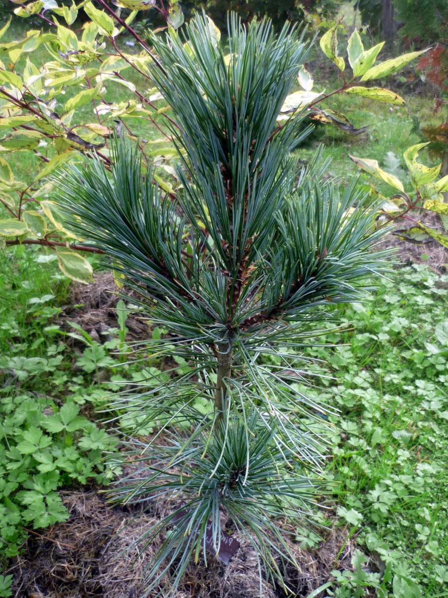 Кедр корейский Приморский край