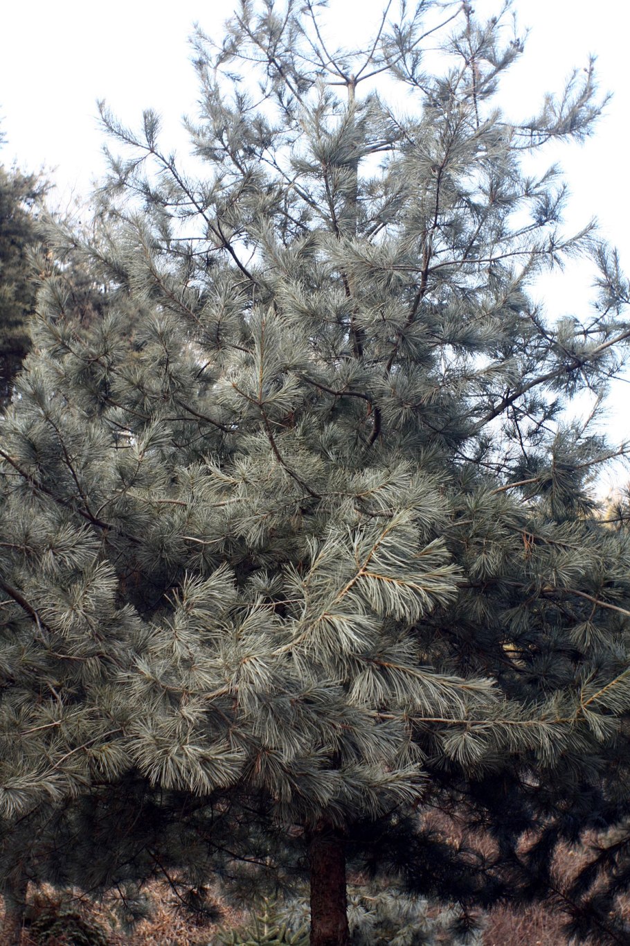 Кедр корейский суланж