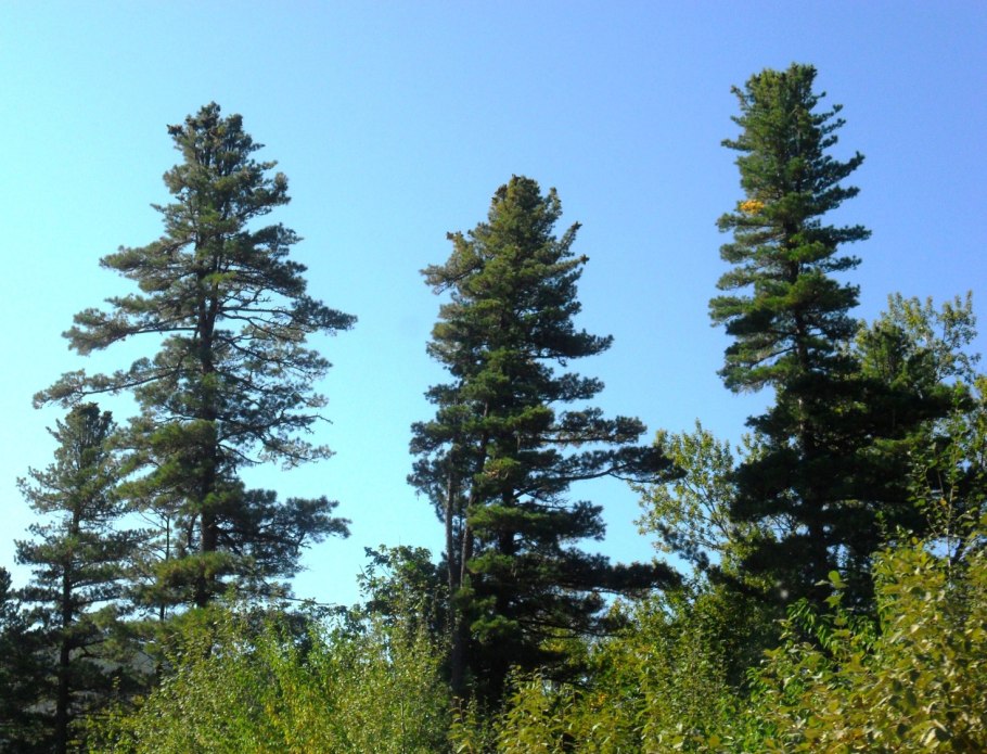 Кедр Дальневосточный (Pinus koraiensis)