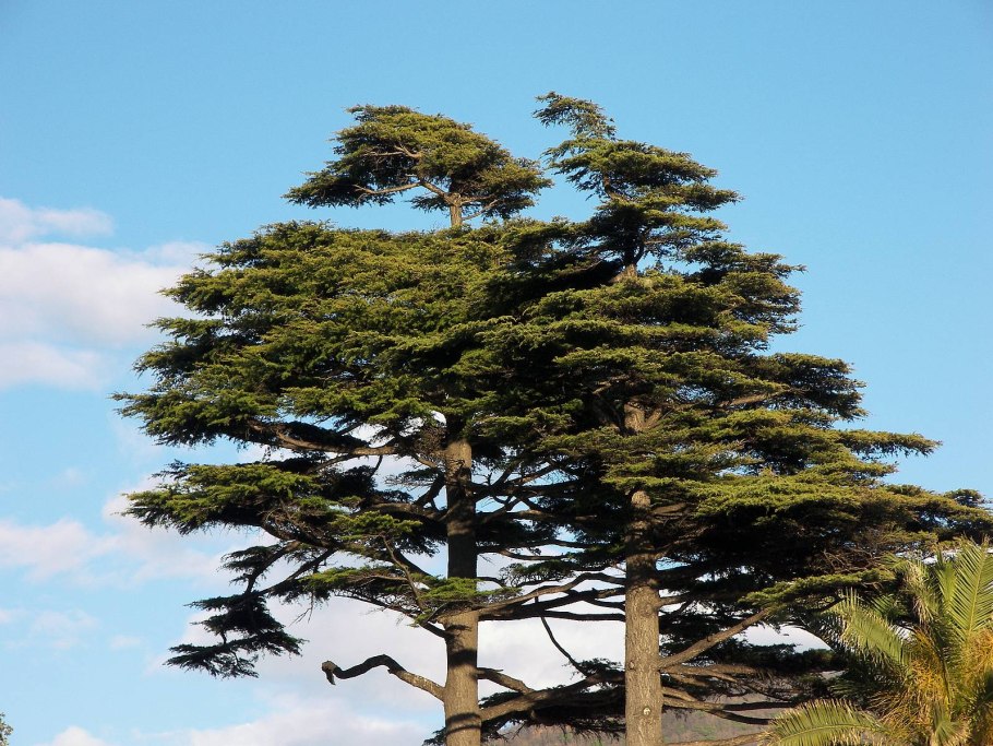 Маньчжурский кедр