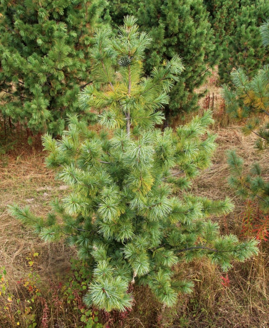 Pínus koraiénsis кедр корейский, сосна корейская.