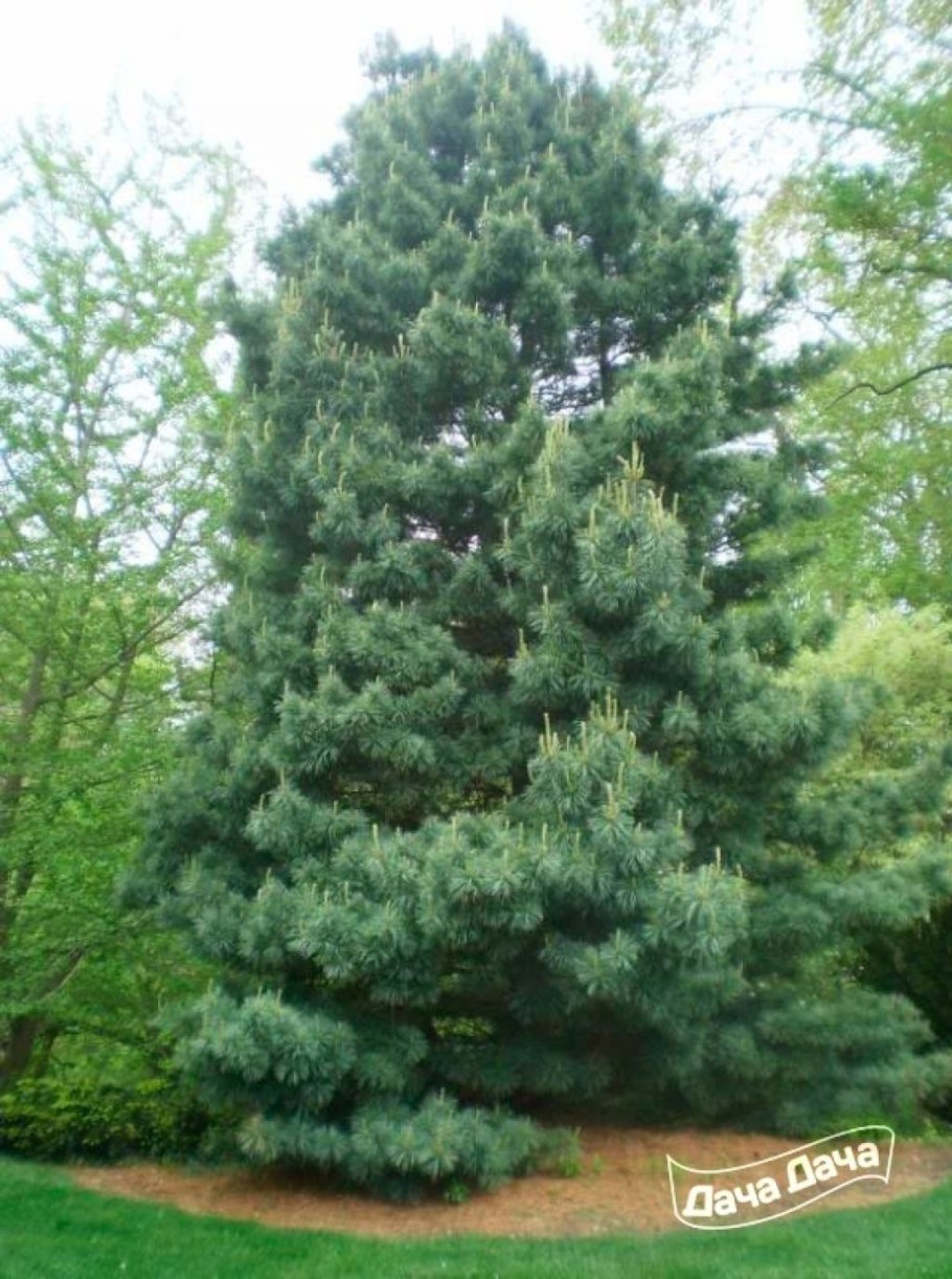 Pinus koraiensis шишки