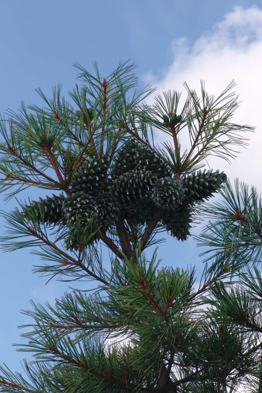 Кедр корейский Суланж