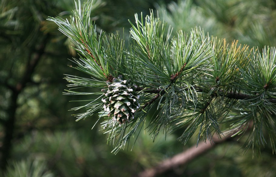 Кедр корейский Pinus koraiensis