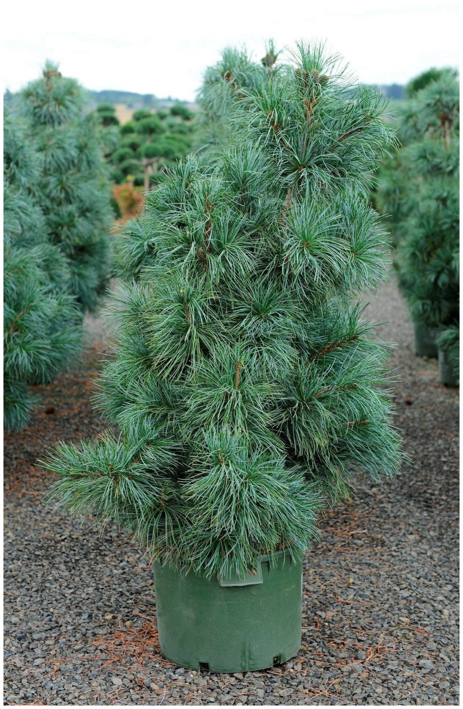 Кедр корейский Pinus koraiensis