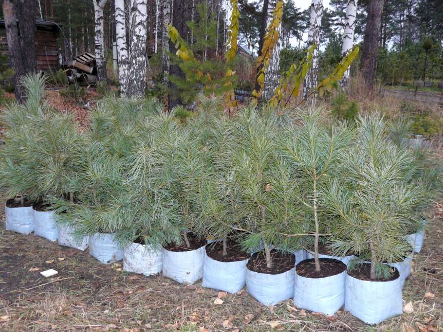 Кедровая роща в ЕАО