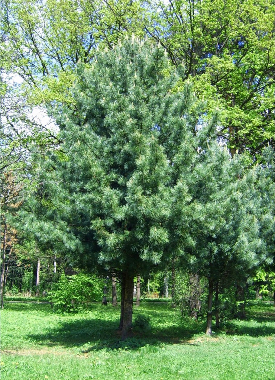 Сосна Кедровая корейская (Pinus koraiensis)