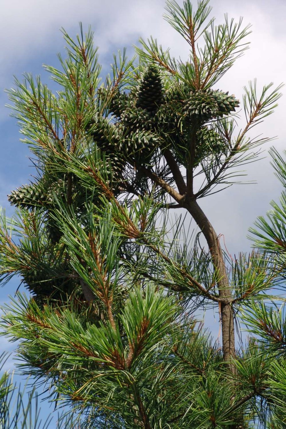 Кедр Сибирский сосна Сибирская Pinus sibirica