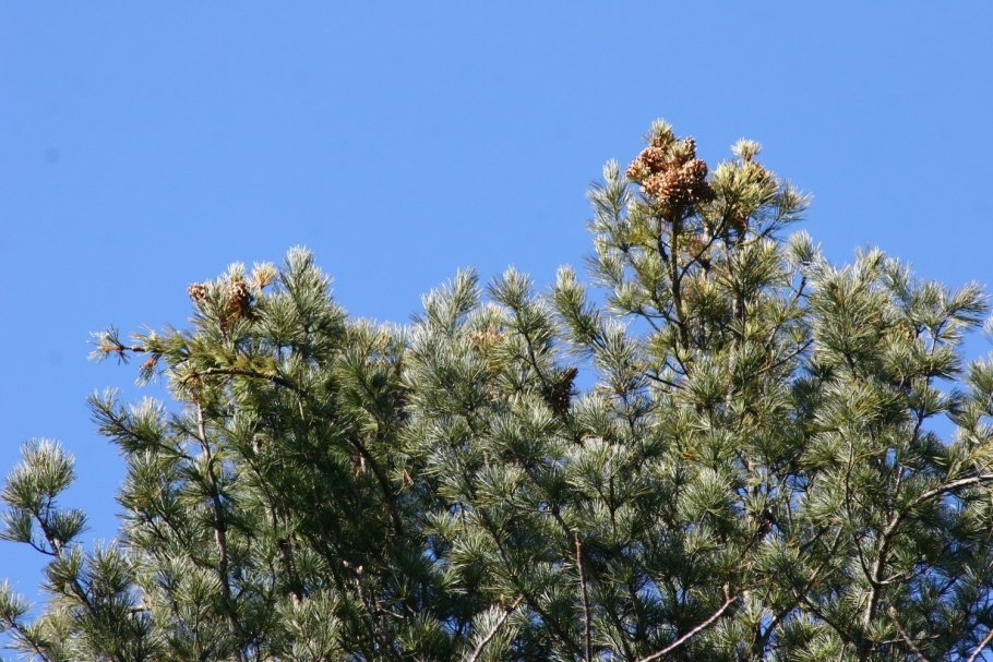 Сосна корейская Кедровая Падь