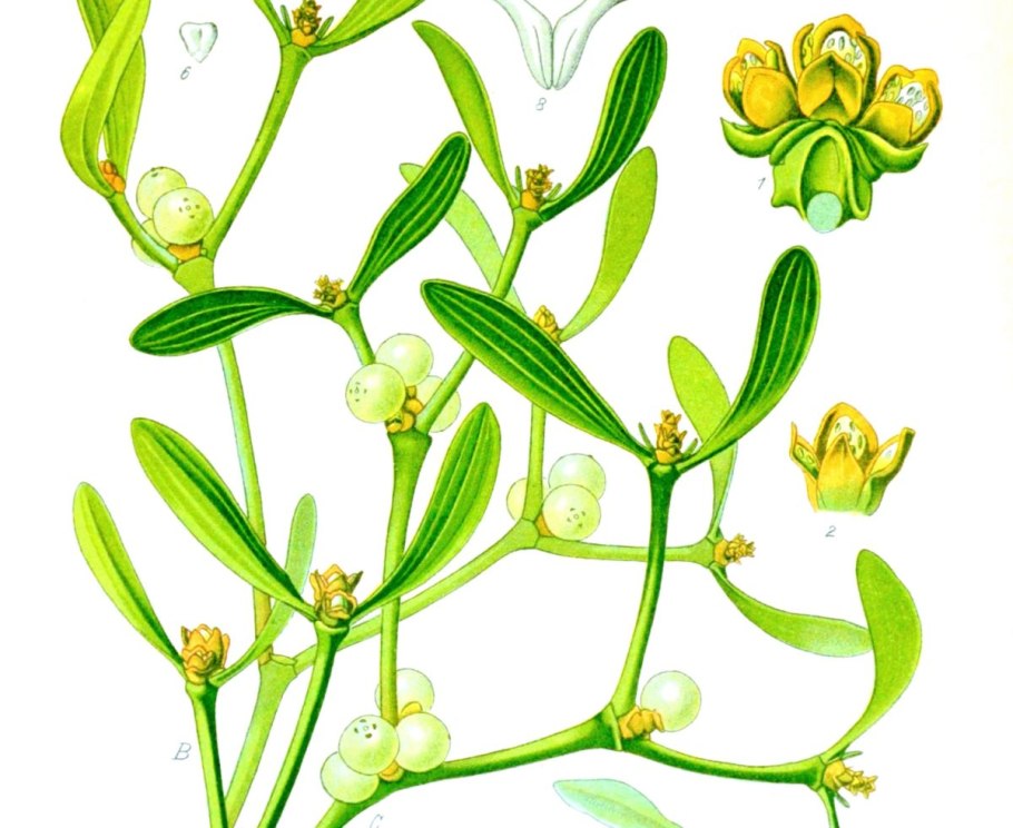 Омела белая растение