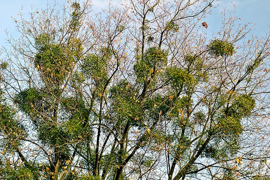 Омела — Viscum abietis