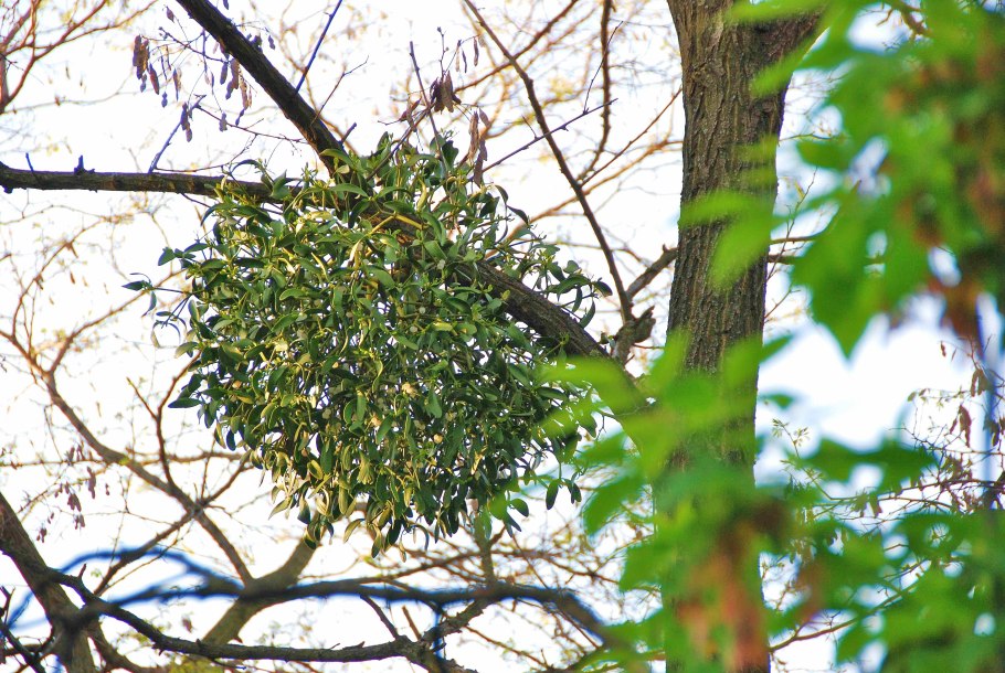 Омела белая паразит на деревьях