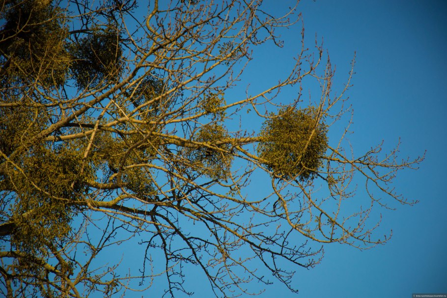 Омела полупаразит