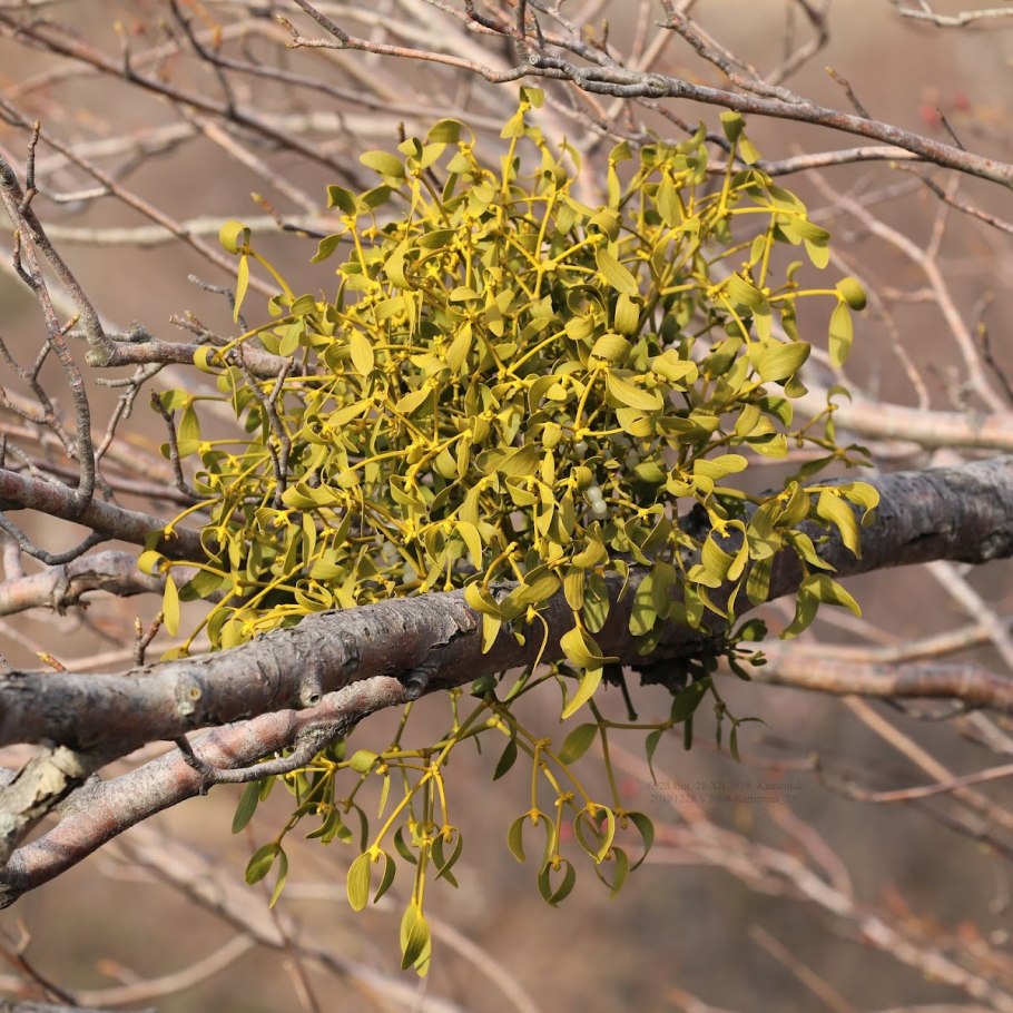 Омела растение паразит