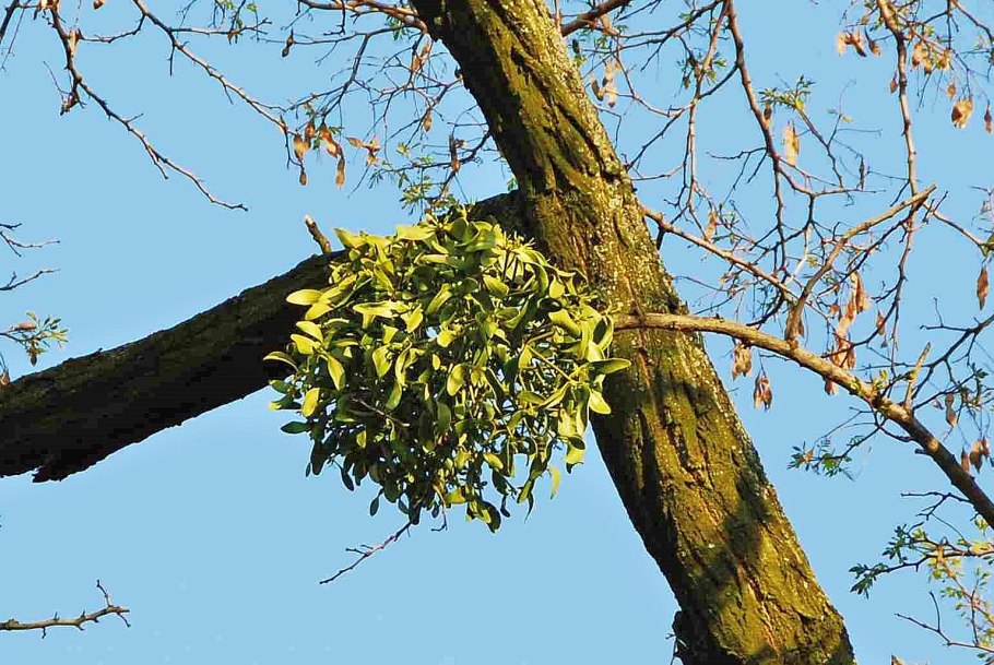 Омела растение паразит