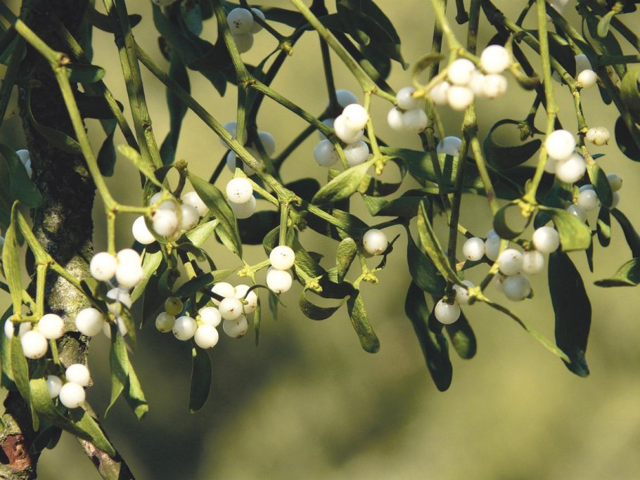 Омела белая