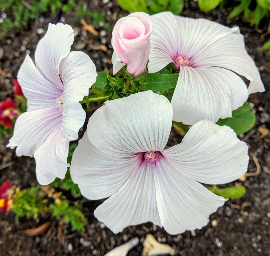 Кларкия лаватера